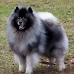 Keeshond, Wolfspitz karakter, ápolási, karbantartási és a betegség