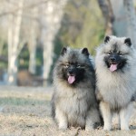 Keeshond, Wolfspitz karakter, ápolási, karbantartási és a betegség