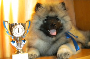 Keeshond, caracterul Wolfspitz, îngrijire, întreținere și boli