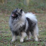 Keeshond, caracterul Wolfspitz, îngrijire, întreținere și boli