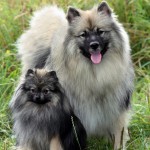 Keeshond, caracterul Wolfspitz, îngrijire, întreținere și boli