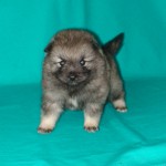 Keeshond, Wolfspitz karakter, ápolási, karbantartási és a betegség