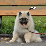 Keeshond, caracterul Wolfspitz, îngrijire, întreținere și boli