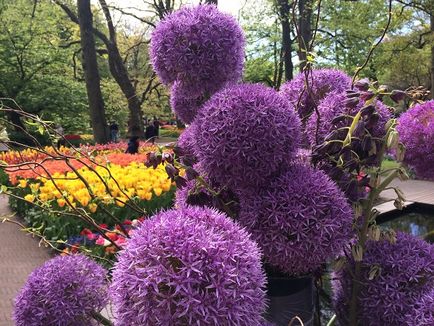 Keukenhof, hogyan kell tervezni egy utat a virág park 2018-ban, Amszterdamban a levegő