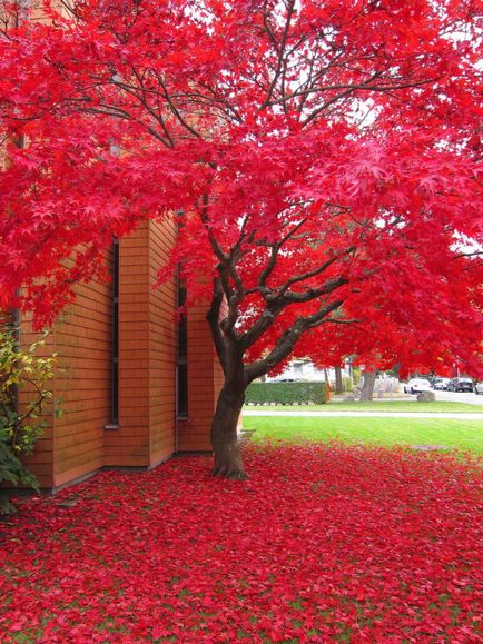 Maple aterizare și îngrijire canadiană, fotografie