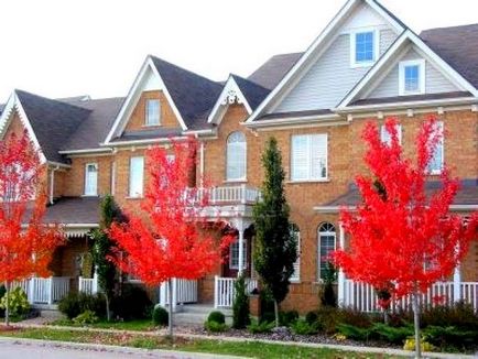 Maple aterizare și îngrijire canadiană, fotografie