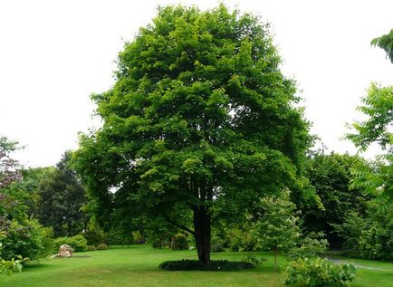 Maple aterizare și îngrijire canadiană, fotografie