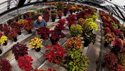 Coleus (54 fotó) tarka növények otthoni és kerti dekoráció