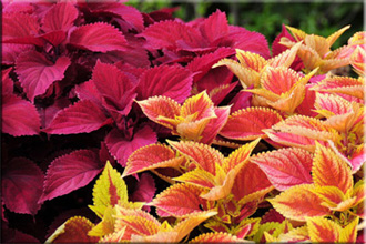 Coleus (Coleus)