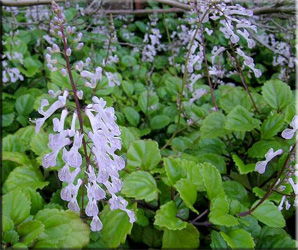 Coleus (Coleus)