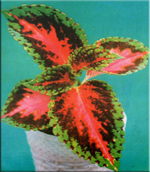 Coleus (Coleus)