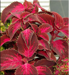 Coleus (Coleus)