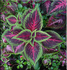 Coleus (Coleus)