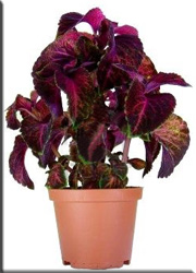 Coleus (Coleus)