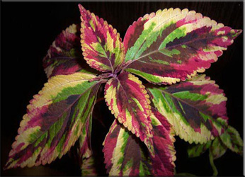 Coleus (Coleus)