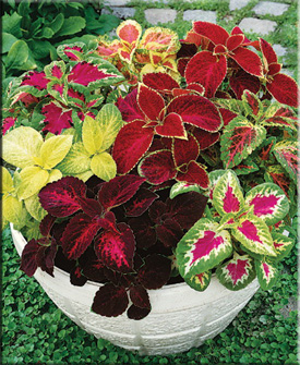 Coleus (Coleus)