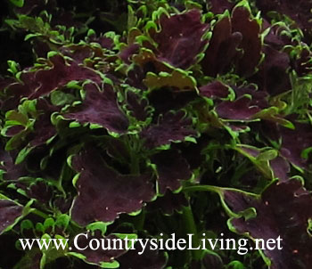 Coleus flori, fotografie