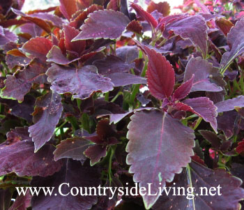 Coleus virágok, fotók