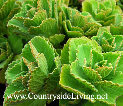 Coleus flori, fotografie