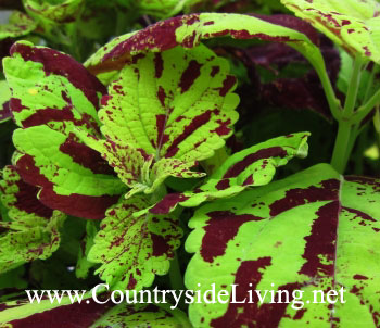 Coleus flori, fotografie