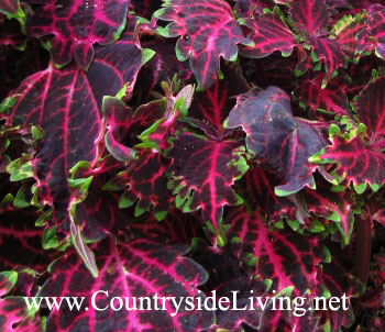 Coleus flori, fotografie