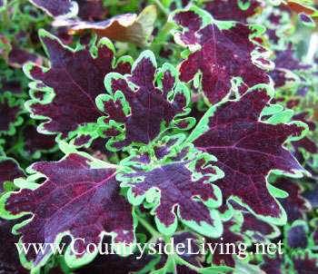 Coleus flori, fotografie