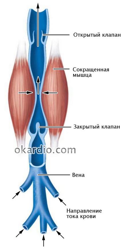 Компресійну білизну при варикозі як працює, яке краще, протипоказання