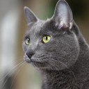 Корат - спільнота любителів кішок catpage