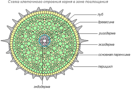 Коріння - осьові, зазвичай підземні вегетативні органи вищих рослин