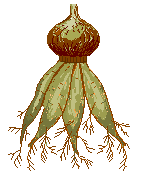 Rădăcini - organe axiale, de obicei subterane, ale plantelor superioare