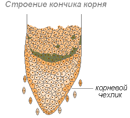 Коріння - осьові, зазвичай підземні вегетативні органи вищих рослин