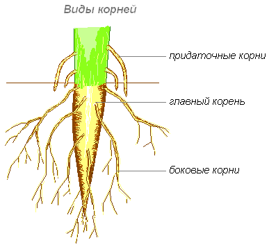 Коріння - осьові, зазвичай підземні вегетативні органи вищих рослин