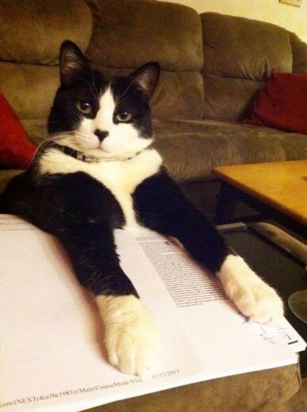 Pisici versus cărți 25 de pisici care doresc să nu mai citiți