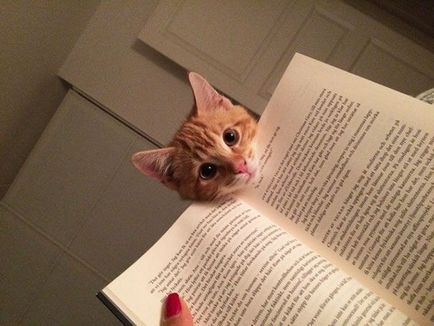 Pisici versus cărți 25 de pisici care doresc să nu mai citiți