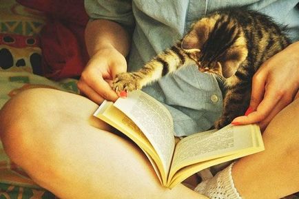 Кішки проти книг 25 кішок, які хочуть, щоб ви припинили Новомосковскть