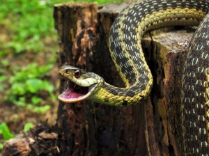 Șobolan și șarpe este posibil ca ei să fie compatibi în dragoste