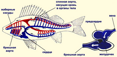 Кровоносна система риб, рибалка, про рибалку, риба, рецепти