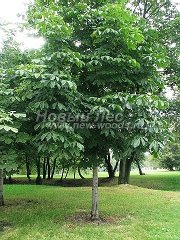 Cantitate mare de castane (vânzare, plantare), companie ooo nouă pădure (moscow)