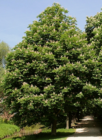 Cantitate mare de castane (vânzare, plantare), companie ooo nouă pădure (moscow)