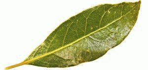 Frunzele de frunze din diateza alergică și alergică