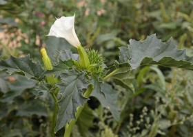 Gyógyászati tulajdonságait és ellenjavallatok Melilotus officinalis (gyógynövény) Gyógyászati tulajdonságait és ellenjavallatok Melilotus officinalis
