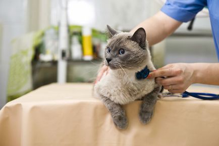 Insuficiență pulmonară la pisici și la afecțiuni