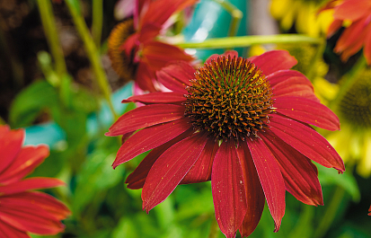 Adagolás Echinacea!