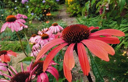 Adagolás Echinacea!