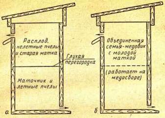 Ліквідація роїння нальотом на матку або маточник - догляд за бджолами