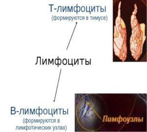 Лімфовузли імунітет - формування імунної пам'яті