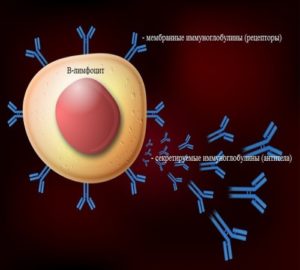 Nyirokcsomók immunitás - az immunválasz memória