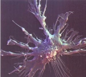 Imunitatea imunoglobulină - formarea memoriei imune
