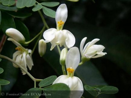 Uraniul de la Moringa spiră nerefined - revizuirea eco-blocantului fominaolesya