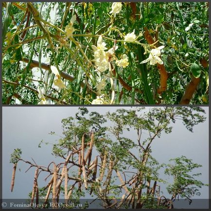 Uraniul de la Moringa spiră nerefined - revizuirea eco-blocantului fominaolesya